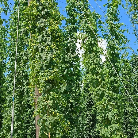 Siedlisko Panorama Na Koncu Swiata - Caloroczny *