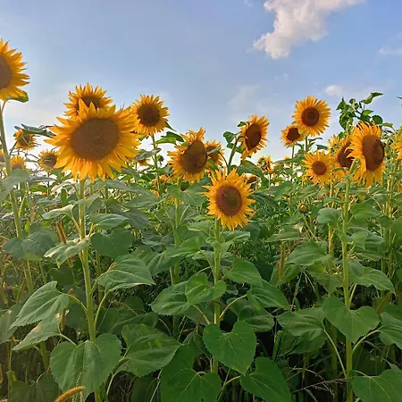 Siedlisko Panorama Na Koncu Swiata - Caloroczny Ferienhaus *