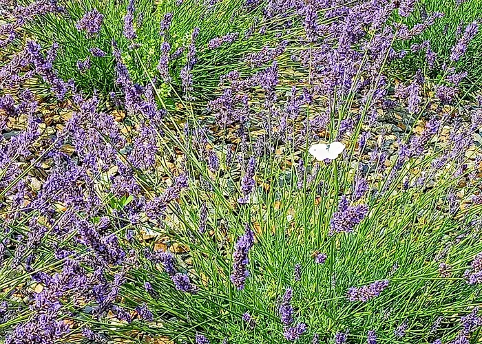 Siedlisko Panorama Na Koncu Swiata - Caloroczny *