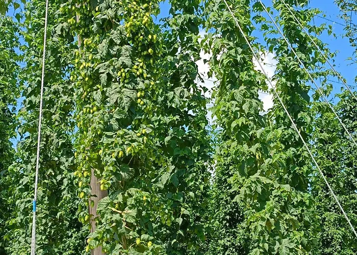 Siedlisko Panorama Na Koncu Swiata - Caloroczny *