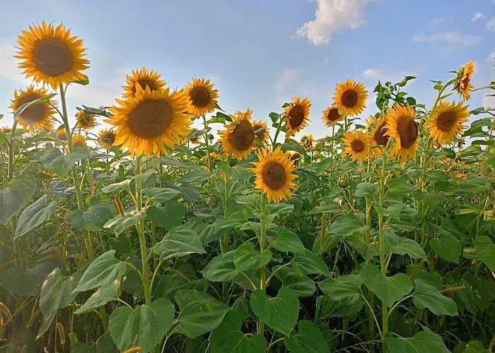 Siedlisko Panorama Na Koncu Swiata - Caloroczny Ferienhaus *